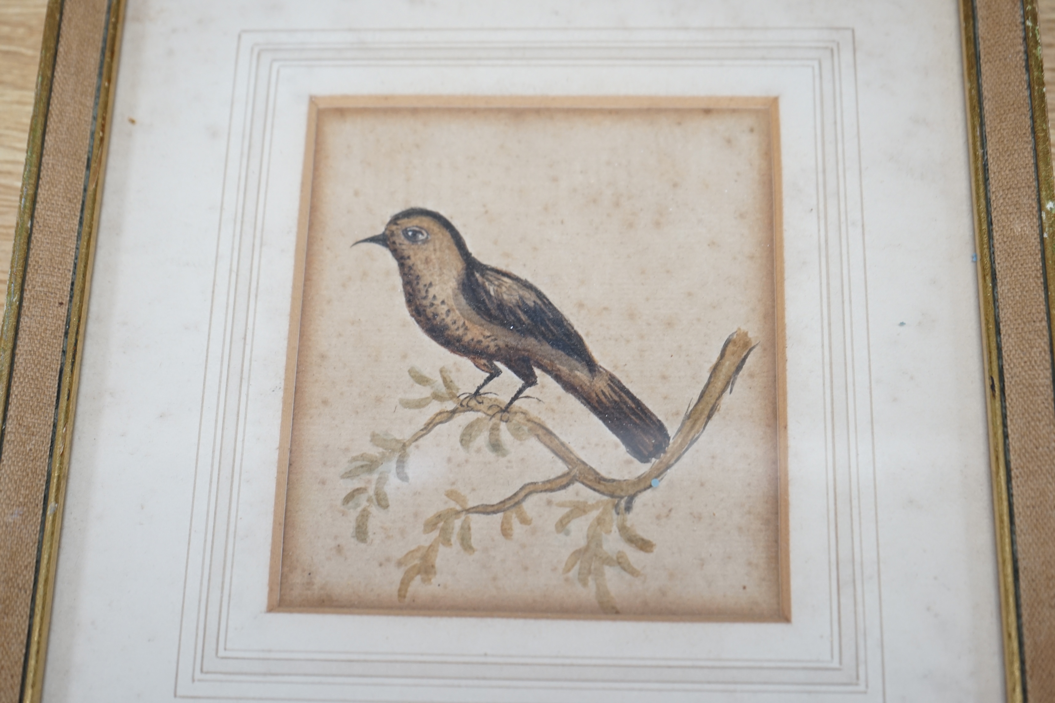 Talbot Kelly (1896-1971), watercolour, Birds on a branch, monogrammed and dated ‘21, together with a similar example, unsigned, largest 20 x 17cm. Condition - poor